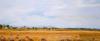 Pasture